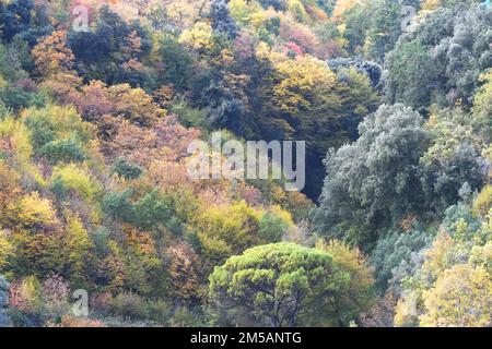 Forêt près de Ravello Italie Banque D'Images