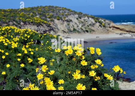 220216-N-AS200-3989 ÎLE SAN NICOLAS, CALIFORNIE (16 février 2022) – vue côtière de l'île San Nicolas (SNI) 16 février 2022. NBCV est une installation navale stratégiquement située composée de trois installations d'exploitation : point Mugu, Port Hueneme et l'île San Nicolas. NBCV est le siège des Seabees du Pacifique, des Hawkees E-2C de la côte ouest, de 3 centres de guerre et de 80 locataires. Banque D'Images