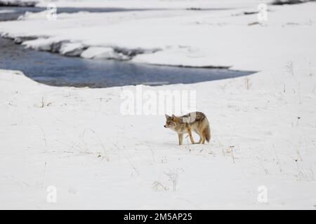 Yellowstone, États-Unis d'Amérique. 10 décembre 2022. Un coyote traverse une vallée de Lamar enneigée à la recherche de proies au parc national de Yellowstone, 10 décembre 2022, à Yellowstone, Wyoming. Crédit : Addy Falgoust/NPS photo/Alay Live News Banque D'Images