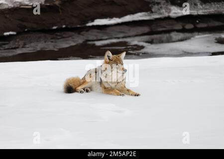 Yellowstone, États-Unis d'Amérique. 10 décembre 2022. Un coyote se trouve dans la vallée enneigée de Lamar à la recherche de proies au parc national de Yellowstone, 10 décembre 2022, à Yellowstone, Wyoming. Crédit : Addy Falgoust/NPS photo/Alay Live News Banque D'Images