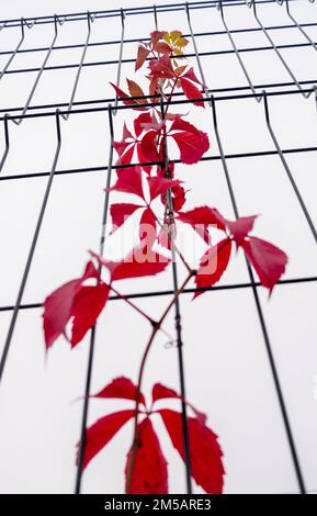 Une tige de raisin avec des feuilles rouges qui rampent dans la clôture contre un ciel lumineux Banque D'Images