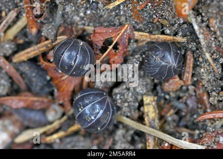 Gros plan sur une espèce de woudlouse, Porcellio a roulé dans une balle. Banque D'Images