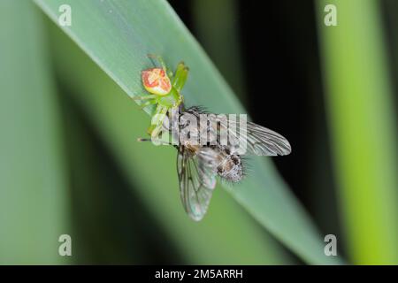 Une araignée verte à la mouche. Banque D'Images