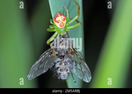 Une araignée verte à la mouche. Banque D'Images