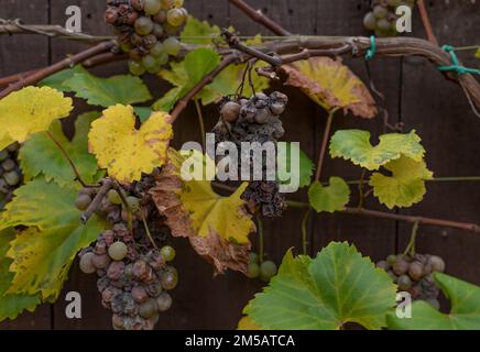 Des grappes de raisins pourris accrochées à la vigne en automne se transforment en raisons ratées Banque D'Images