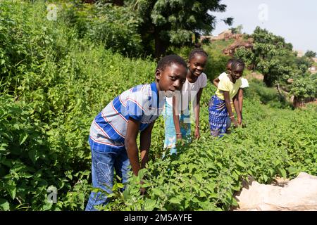 Des enfants fermiers dans un village africain collectant des feuilles comestibles et des plantes sauvages le long du chemin Banque D'Images