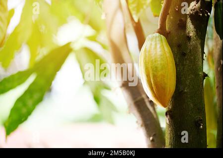 La gousse de cacao jaune est suspendue sous la lumière du soleil sur l'arbre, vue rapprochée Banque D'Images