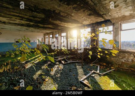 Surexploitation par les plantes ancien bâtiment abandonné intérieur. Banque D'Images