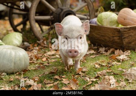 un petit cochon blanc est assis dans un panier en osier. Photo d'automne Banque D'Images