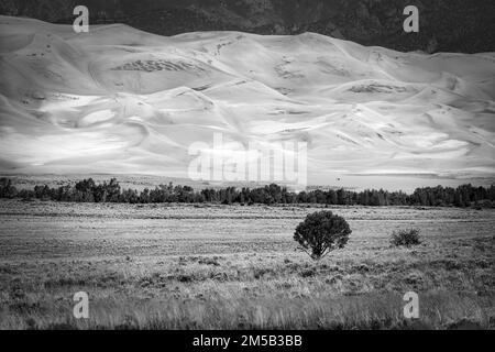 Vue sur un arbre isolé au pied des Great Sand Dunes dans le sud du Colorado. Banque D'Images