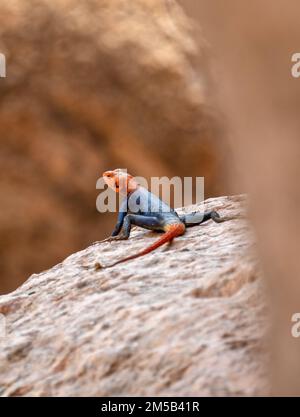 Mâle Namib rock agama, une espèce de lézard agamid originaire des affleurements rocheux en granite dans le nord-ouest de la Namibie Banque D'Images