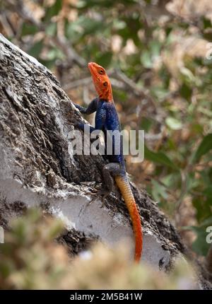 Mâle Namib rock agama, une espèce de lézard agamid originaire des affleurements rocheux en granite dans le nord-ouest de la Namibie Banque D'Images