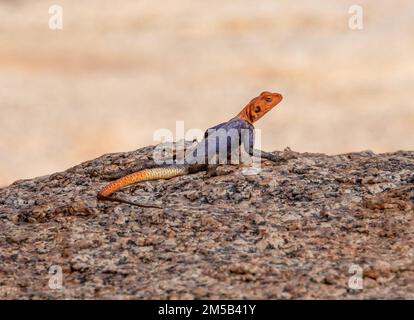 Mâle Namib rock agama, une espèce de lézard agamid originaire des affleurements rocheux en granite dans le nord-ouest de la Namibie Banque D'Images