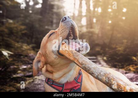 Un ravissant Labrador Golden Retriever jouant avec un gros bâton dans une forêt pendant le coucher de soleil doré Banque D'Images