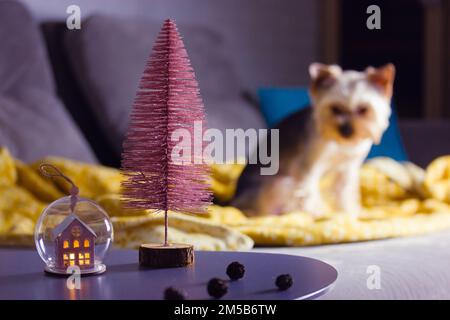 Chien du Yorkshire Terrier dans une chambre sombre à la Saint-Sylvestre 2022.Arbre de Noël, guirlande Banque D'Images