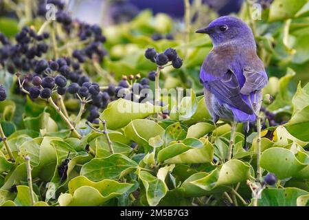 Un Blue Grosbeak (Passerina caerulea) prêt à cueillir des baies d'hiver sur une haie dans Pacific Grove, CA., États-Unis Banque D'Images