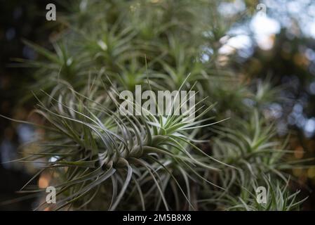 Pupper fou gros plan sur fond de bokeh de ciel. Tillandsia bergeri vert clair Banque D'Images