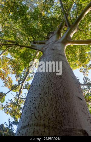 Grand arbre en soie dentaire sur ses feuilles vertes floues et son fond bleu ciel Banque D'Images