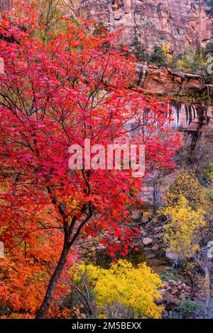 Couleur d'automne dans les chênes de Gambel le long de la piste Emerald pools dans le parc national de Zion, Utah. Banque D'Images