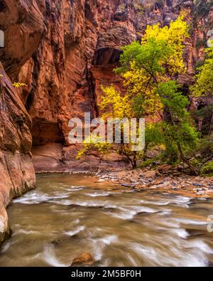 Des arbres aux feuilles jaunes et vertes traversent la rivière Virgin sous les falaises verticales de roche rouge de Virgin Narrows dans le parc national de Zion, Utah. Banque D'Images