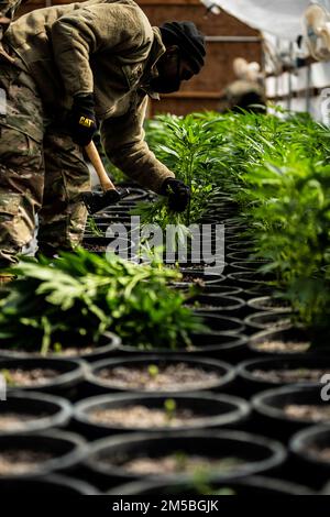 Un soldat de la garde nationale de l'armée de l'Oklahoma coupe des plants de marijuana au cours d'une opération multi-agences dirigée par le Bureau des stupéfiants de l'Oklahoma dans un lieu de culture illégal dans la région sud de l'Oklahoma, le 22 février 2022. À la demande du Bureau des stupéfiants de l'Oklahoma, par l'intermédiaire du Bureau de gestion des urgences de l'Oklahoma, Le gouverneur Kevin Stitt a autorisé la Garde nationale de l'Oklahoma à activer les membres de la Garde pour fournir de la main-d'œuvre et du soutien logistique et pour fournir une expertise dans l'identification des matières dangereuses associées à la saisie d'un certain nombre de marijuana Grow operati illégales ou non Banque D'Images