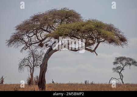 Léopard africain reposant en Acacia Banque D'Images