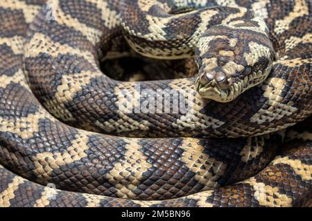 Python tapis côtier australien reposant en position courbée Banque D'Images