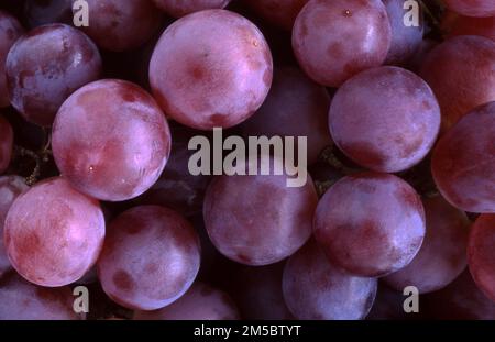 RAISINS ROUGES FRAÎCHEMENT RÉCOLTÉS Banque D'Images