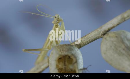Gros plan portrait de la petite mante de prière se trouve sur des fleurs sèches de henbane et de nettoyage de ses antennes sur fond bleu ciel. La mante de prière de Crimée (Ameles Banque D'Images