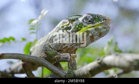 Gros plan de Ð'hameleon se trouve sur une branche d'arbre, léche ses lèvres et regarde autour pendant la mue. Panther caméléon (Furcifer pardalis) Banque D'Images