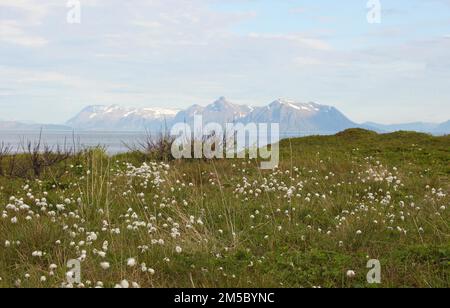 Le cotongrass à queue de lièvre d'été (Eriophorum vaginatum) dans la toundra des îles Lofoten, en Norvège, en Scandinavie Banque D'Images