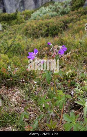 L'herbe de Puprecht, herbe robert (Geranium robertianum) fleurit dans la toundra, Hardanger Vidda, Norvège, Scandinavie Banque D'Images