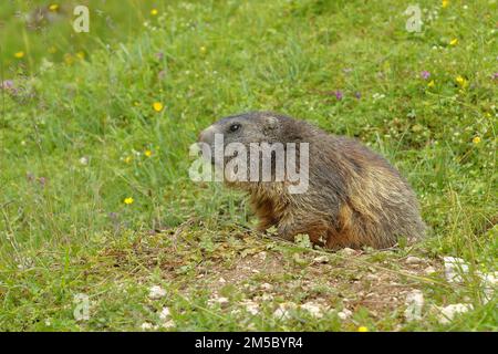 Marmotte alpine (Marmota marmota), laissant le terrier sur un pâturage de montagne, Grossglockner, Autriche Banque D'Images