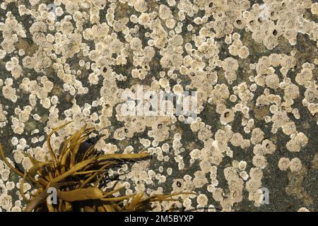 Barnacles (Semibalanus balanoides) accumulation de masse sur un rocher au bord de la mer, Lofoten, Norvège, Scandinavie Banque D'Images