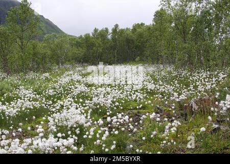 Le cotongrass de queue de lièvre (Eriophorum vaginatum) dans un pré humide dans un bosquet de bouleau, Lofoten, Norvège, Scandinavie Banque D'Images