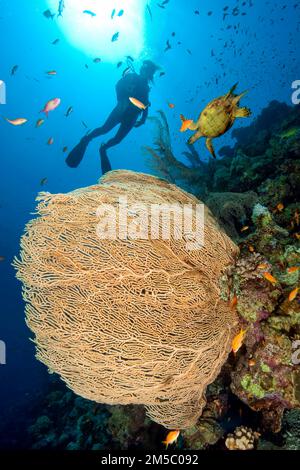 Corallienne (Subergorgia hicksoni-mollis) éventail géant de Hickson, corne de corail, gorgonian, au-dessus du plongeur sportif regarde la tortue de mer (Cheloniidae) Banque D'Images