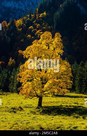 Maple (Acer) pseudoplataus, près de Wankerfleck, Alpes d'Ammergau, Ostallgaeu, Bavière, Allemagne Banque D'Images