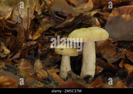 Laiteux gris-vert (Lactarius blennius), deux, laiteux (lactarius), russulacées, feuillues friables, russulales, champignons du stand, champignons, Bremthal Banque D'Images