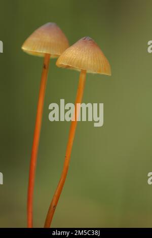 Capot Saffrondrop (Mycena crocata), deux, tige, long, fin, Bremthal, Eppstein, Taunus, Hesse, Allemagne Banque D'Images