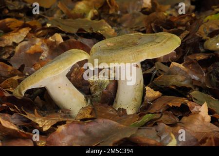 Laiteux gris-vert (Lactarius blennius), deux, laiteux (lactarius), russulacées, feuillues friables, russulales, champignons du stand, champignons, Bremthal Banque D'Images