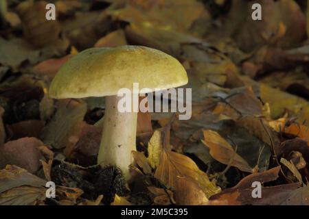 Laiteux gris-vert (Lactarius blennius), laiteux (lactarius), russulacées, Russulacées, Russulales, Champignons, champignons, Bremthal, Eppstein, Taunus Banque D'Images