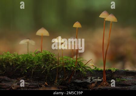 Capot Saffrondrop (Mycena crocata), groupe, tige, long, fin, Bremthal, Eppstein, Taunus, Hesse, Allemagne Banque D'Images