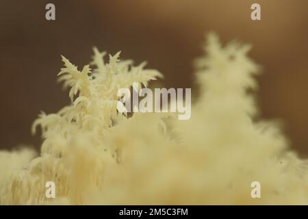 Barbe épicée (Hericium clathroides), détail, Marko, monochrome, jaune, ocre, bizarre, filigrane, épineux, barbe épiée en hêtre, barbes épineuses Banque D'Images