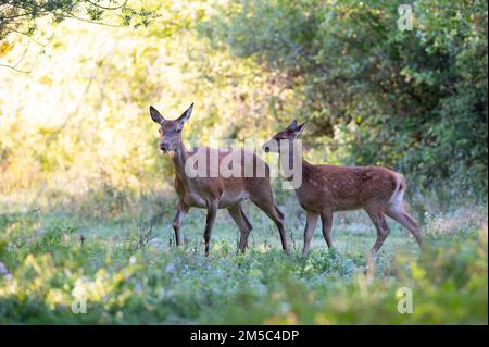 Cerf de Virginie (Cervus elaphus), inné avec le veau dans une clairière forestière Banque D'Images