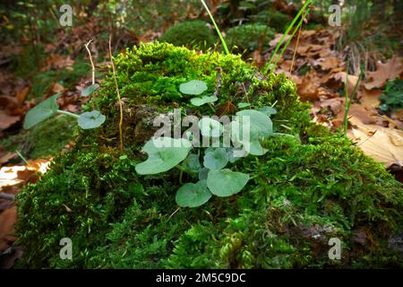 Feuilles vertes succulentes et roche recouverte de mousse en Sicile, Etna Park, Italie Banque D'Images