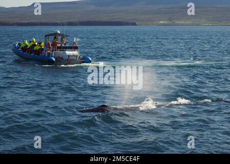 Bateau passager et baignade baleine paysage photo Banque D'Images