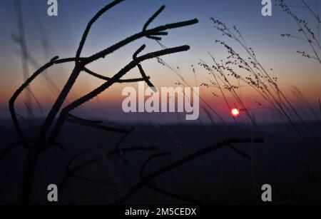 Gros plan sur une silhouette de branche sèche dans Meadow concept photo Banque D'Images