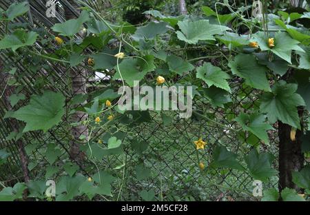 Une plante de citrouille avec des fleurs en fleurs qui poussent sur une clôture en chaînette dans l'arrière-cour Banque D'Images