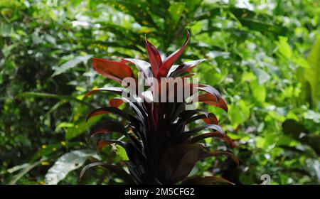 Vue latérale d'une branche d'une variété de plante Ti (Cordyline fruticosa) dans le jardin Banque D'Images