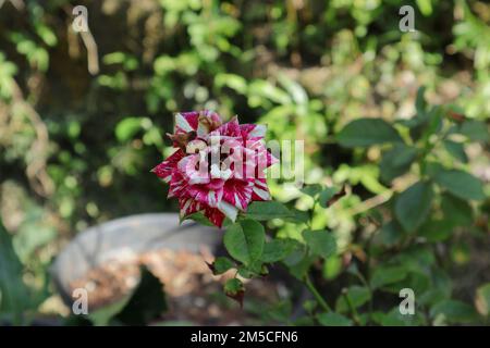 Gros plan d'une fleur de rose mélangée violette et blanche morte dans le jardin Banque D'Images